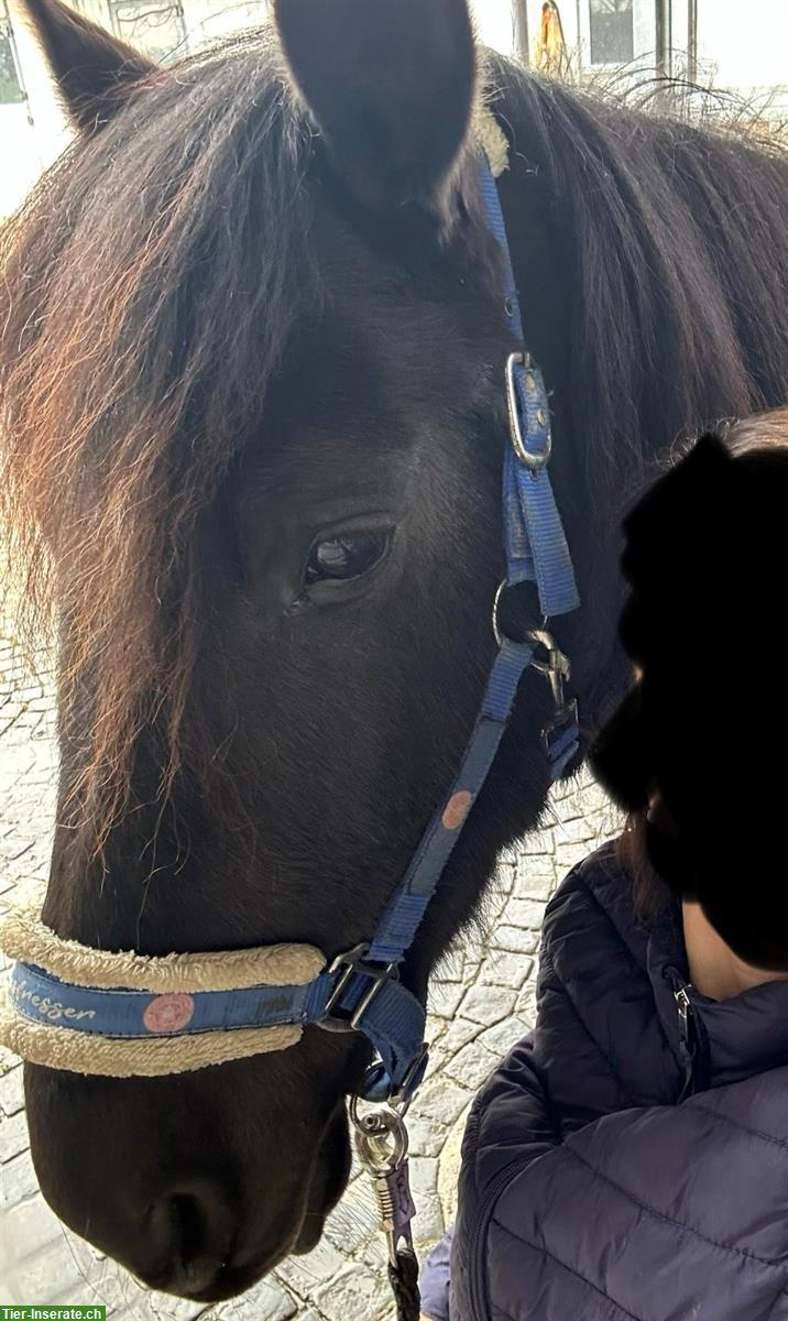 Bild 2: Andalusier Wallach, 11-jährig, sucht Herzensmenschen