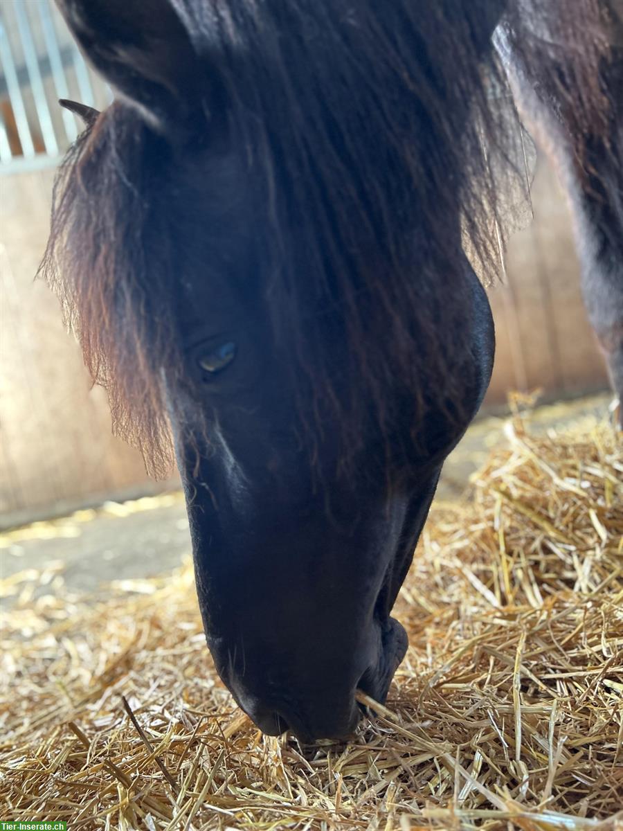 Bild 3: Andalusier Wallach, 11-jährig, sucht Herzensmenschen