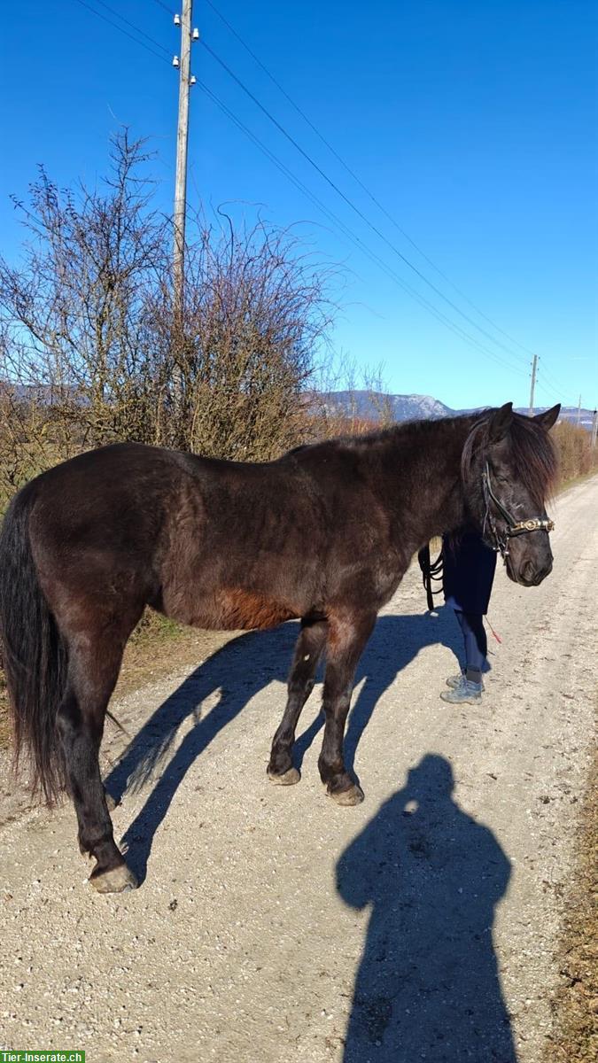 Bild 4: Andalusier Wallach, 11-jährig, sucht Herzensmenschen
