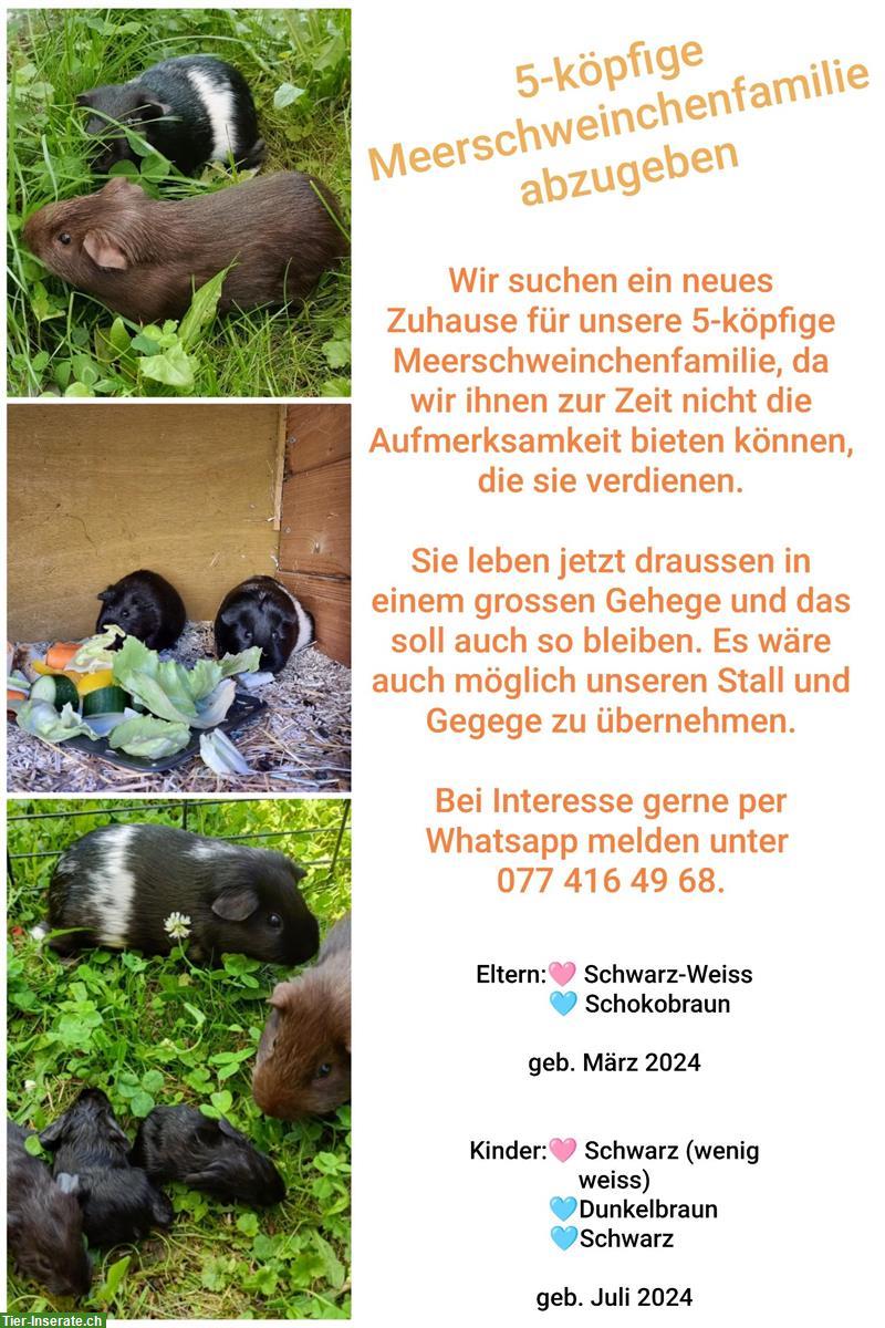 Meerschweinchen-Familie sucht neues Zuhause
