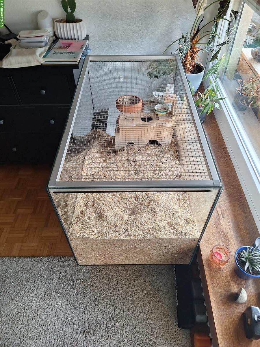 Bild 2: Nager Glas-Terrarium zu verkaufen