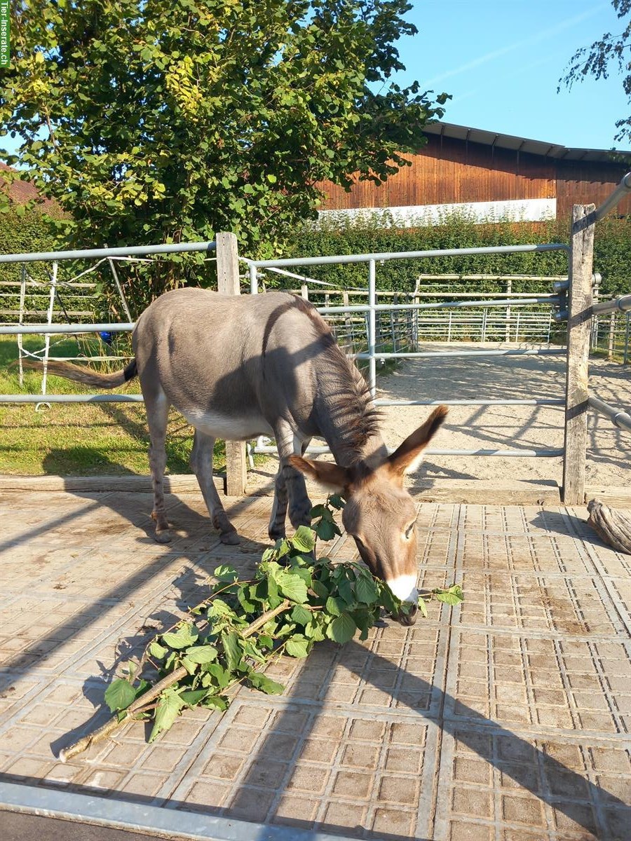 Tierschutz Job: Betreuung Esel & Administration, 80-100%