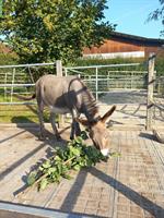 Tierschutz Job: Betreuung Esel & Administration, 80-100%