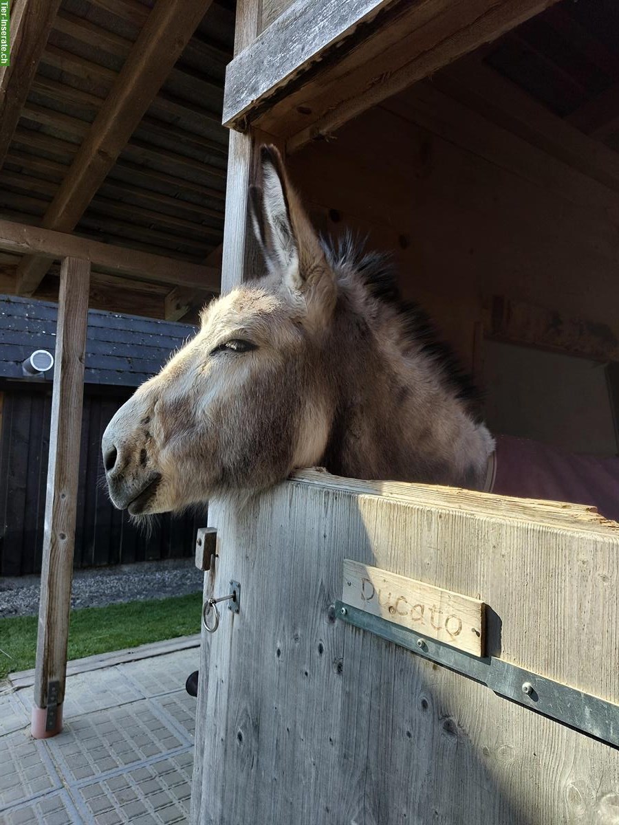 Bild 3: Tierschutz Job: Betreuung Esel & Administration, 80-100%