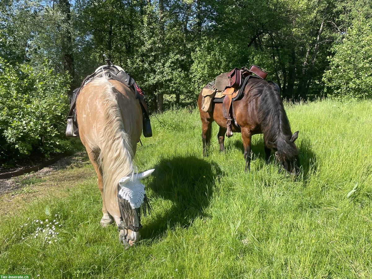 Biete Reitbeteiligung/Pferd ans Futter im Elsass
