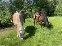 Biete Reitbeteiligung/Pferd ans Futter im Elsass