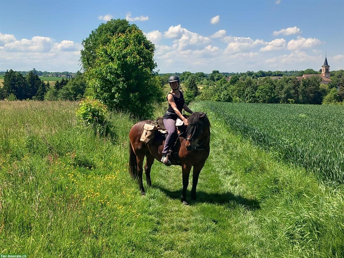 Bild 2: Biete Reitbeteiligung/Pferd ans Futter im Elsass