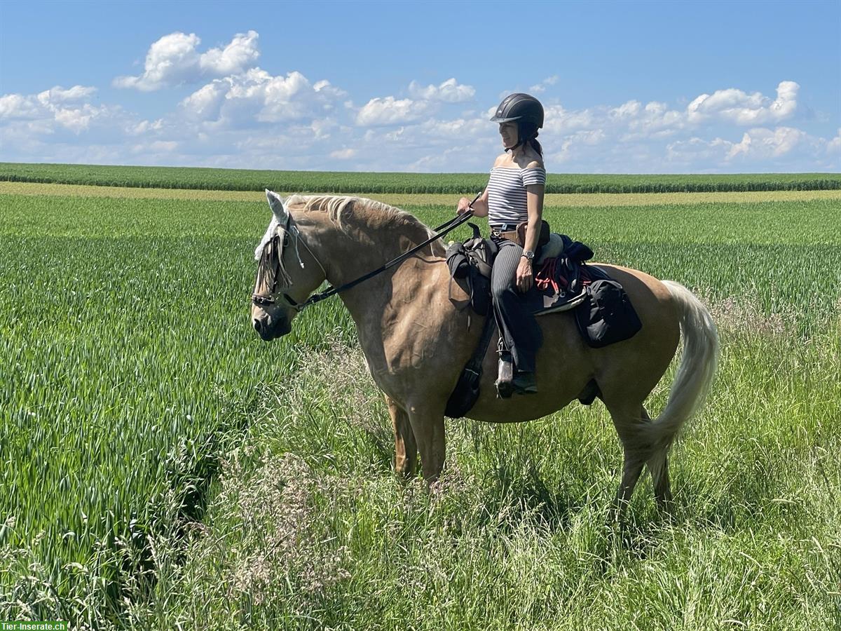 Bild 3: Biete Reitbeteiligung/Pferd ans Futter im Elsass