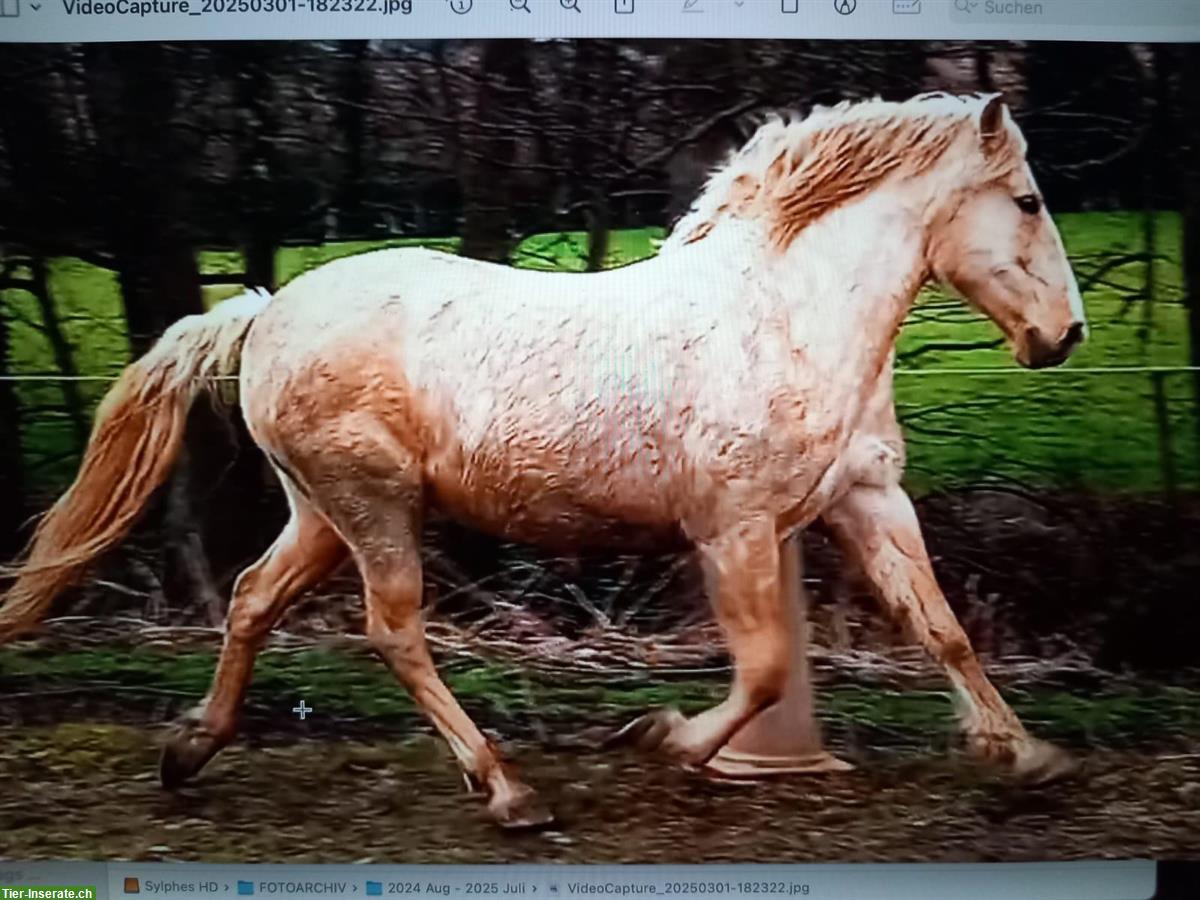 Bild 4: Biete Reitbeteiligung/Pferd ans Futter im Elsass