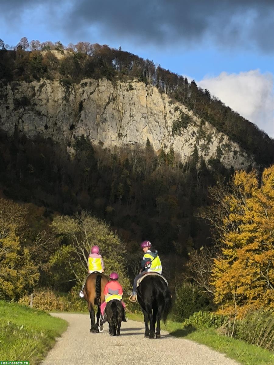 Reitbeteiligung zu vergeben, Rumisberg BE