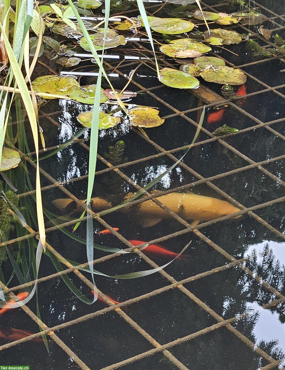 Koi sowie Goldfische zu verkaufen