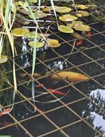 Koi sowie Goldfische zu verkaufen