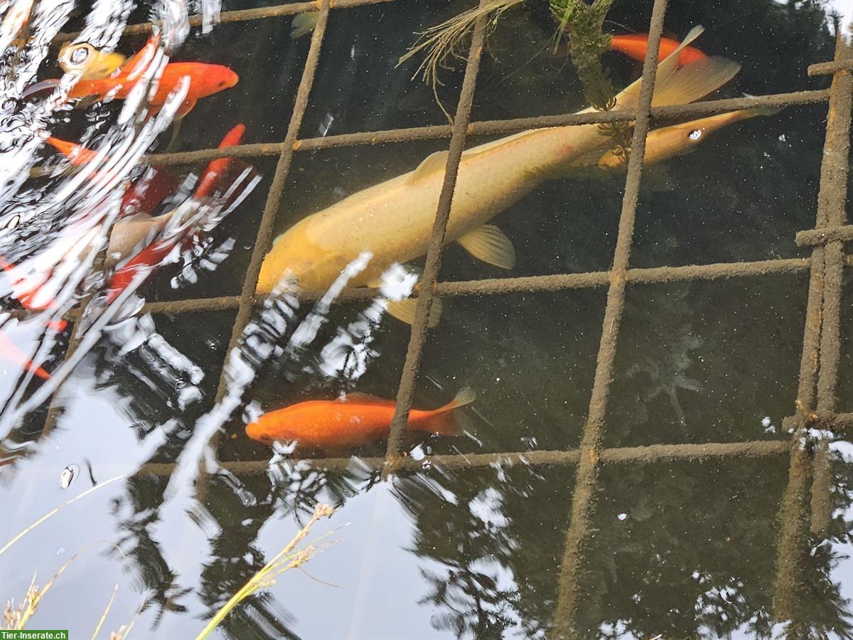Bild 10: Koi sowie Goldfische zu verkaufen