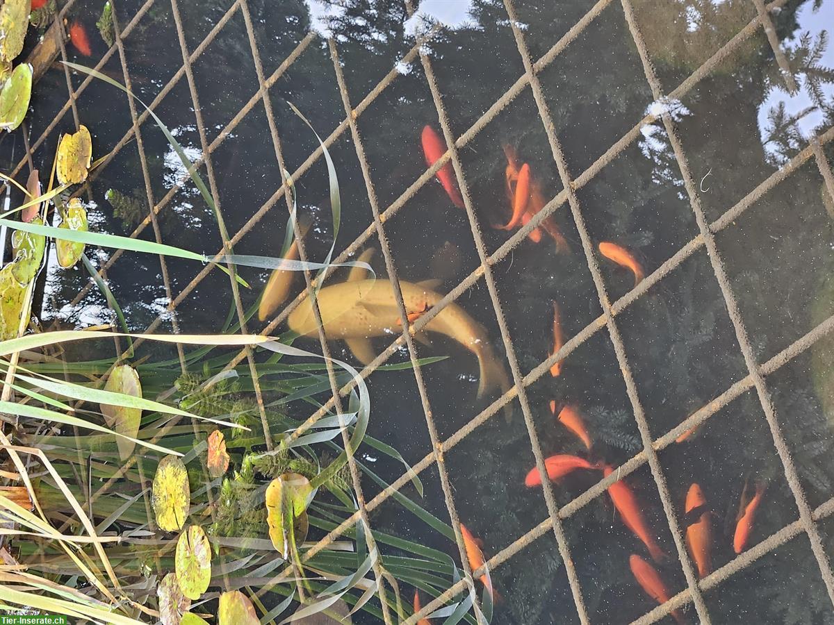 Bild 2: Koi sowie Goldfische zu verkaufen