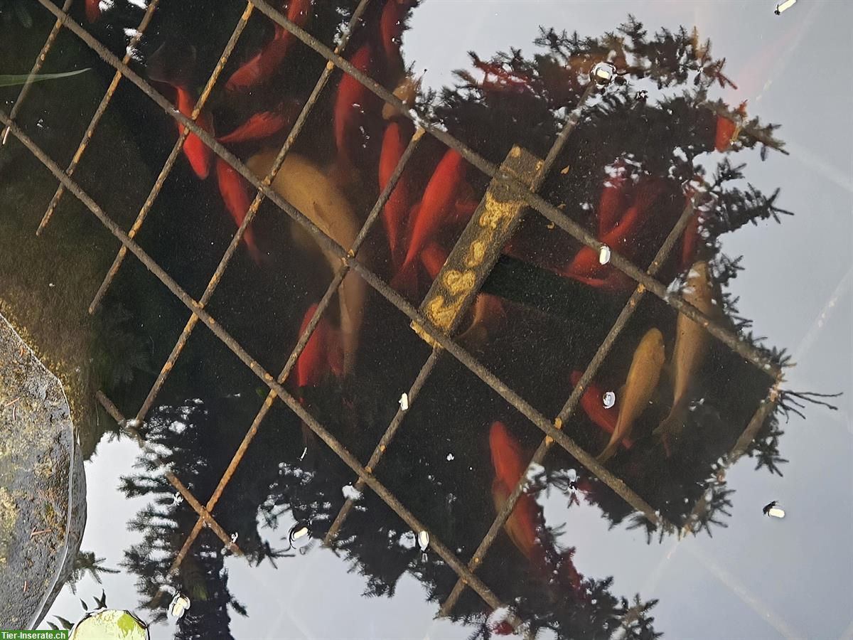 Bild 3: Koi sowie Goldfische zu verkaufen