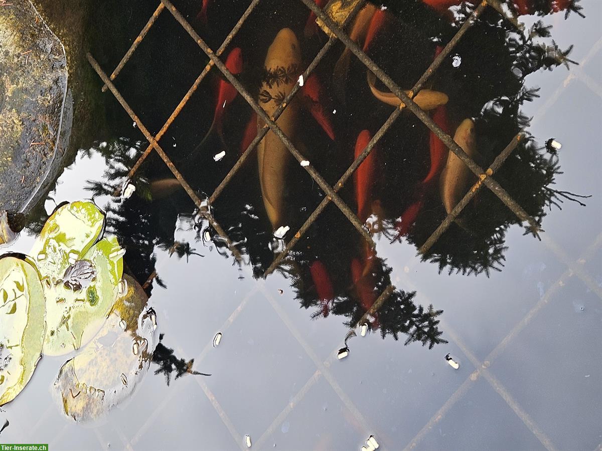 Bild 4: Koi sowie Goldfische zu verkaufen