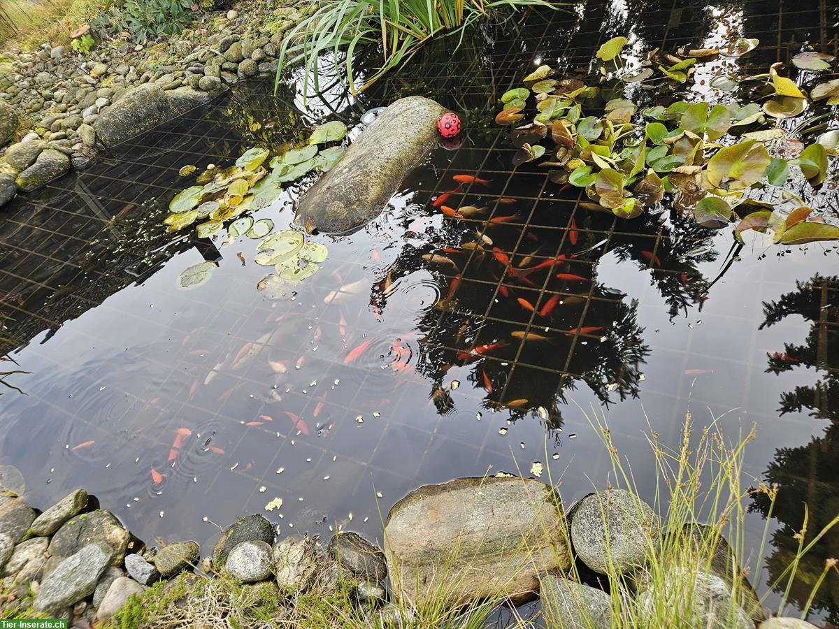 Bild 5: Koi sowie Goldfische zu verkaufen