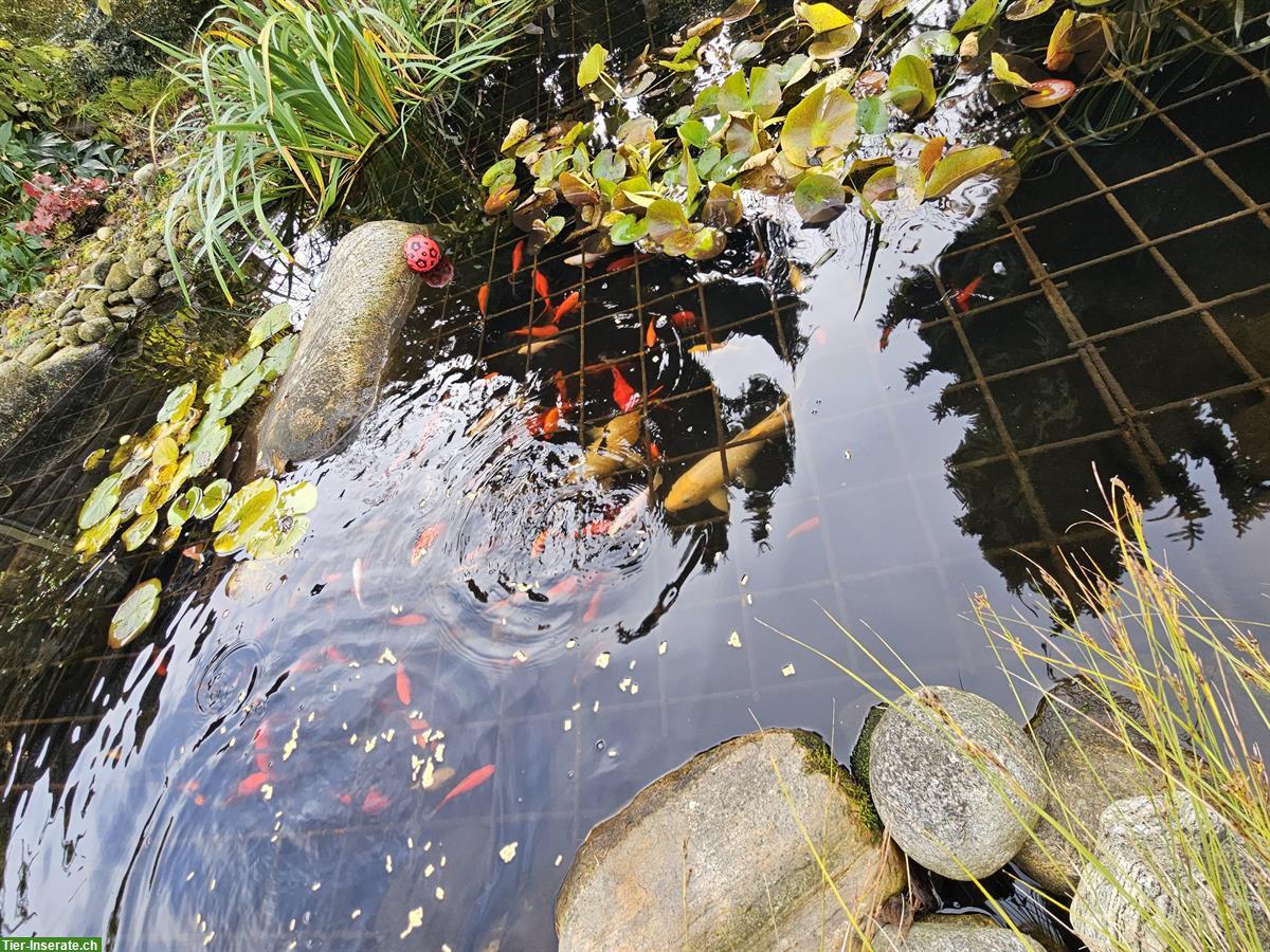 Bild 6: Koi sowie Goldfische zu verkaufen