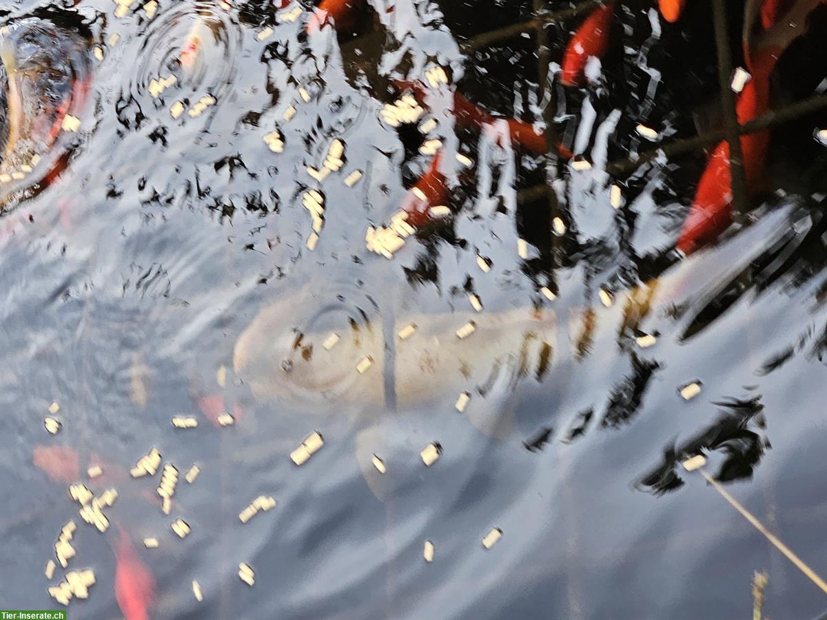 Bild 7: Koi sowie Goldfische zu verkaufen