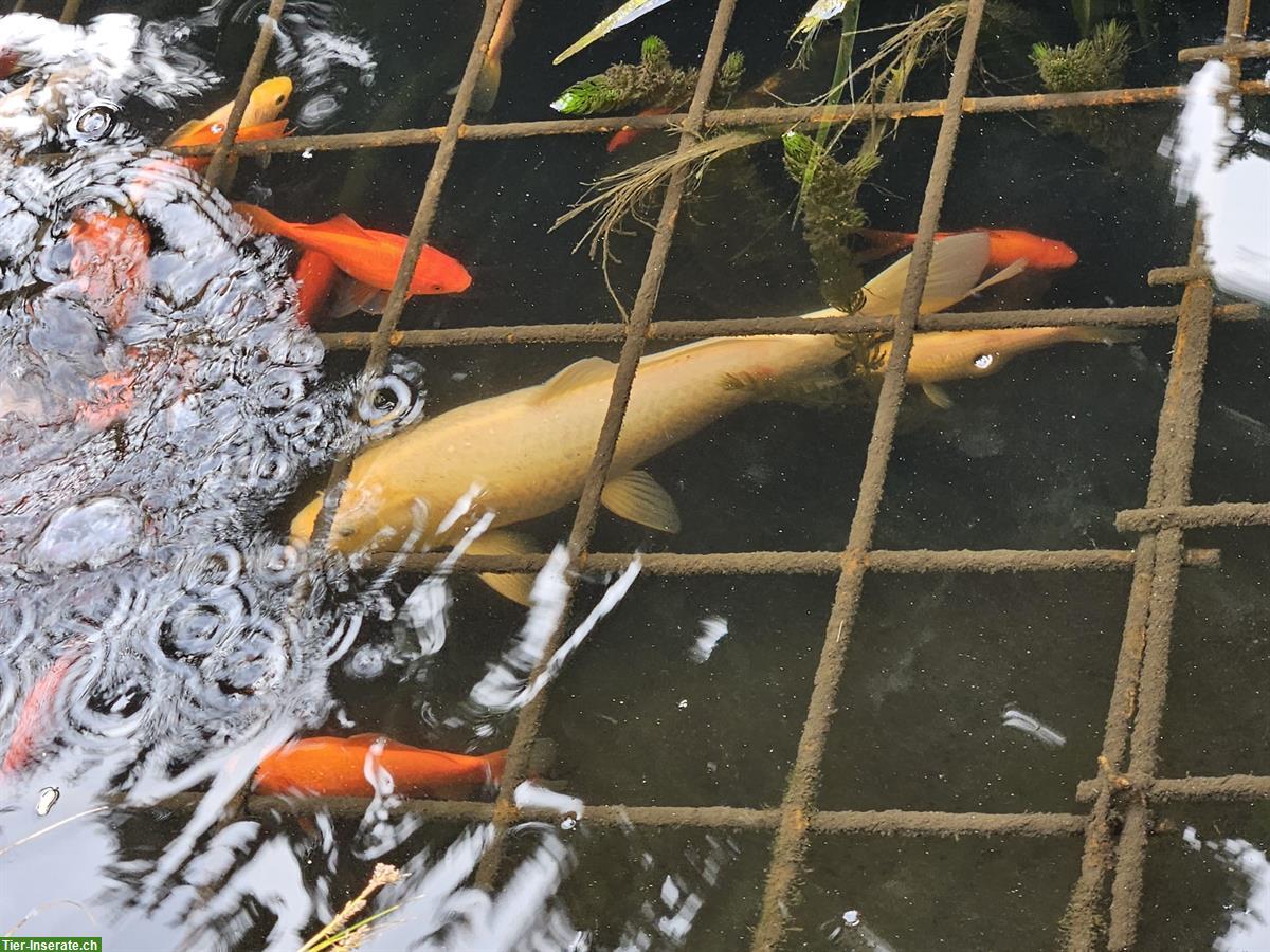 Bild 8: Koi sowie Goldfische zu verkaufen