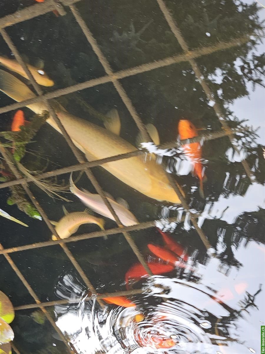 Bild 9: Koi sowie Goldfische zu verkaufen