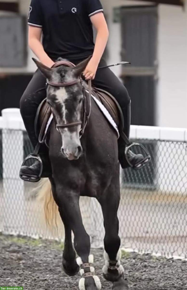 Connemara Wallach, 4.5-jährig, Familien und oder Sportpony