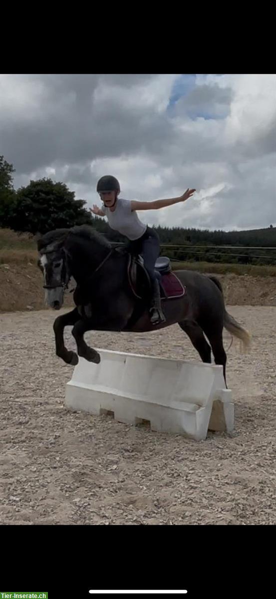 Bild 2: Connemara Wallach, 4.5-jährig, Familien und oder Sportpony