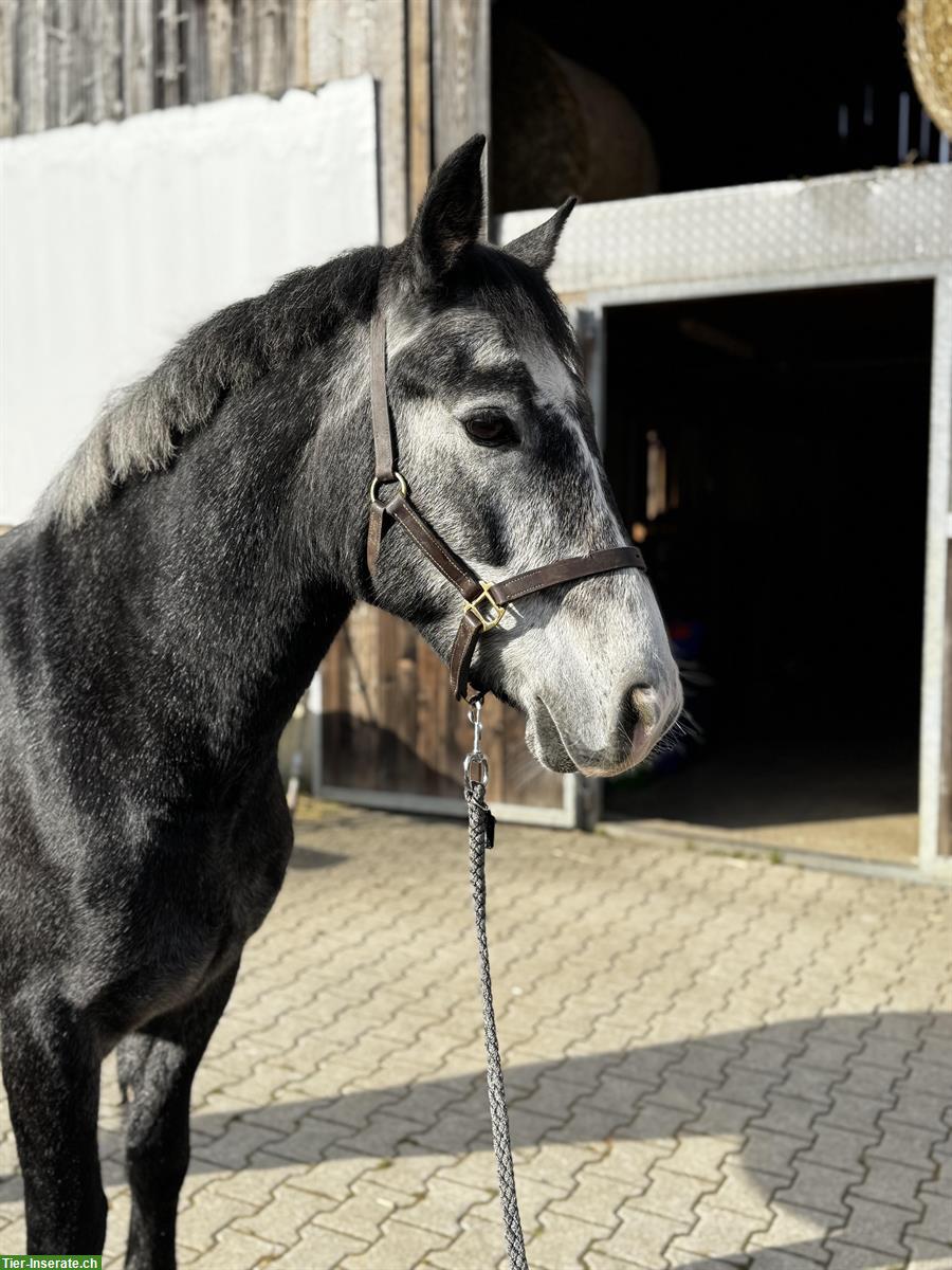 Bild 3: Connemara Wallach, 4.5-jährig, Familien und oder Sportpony