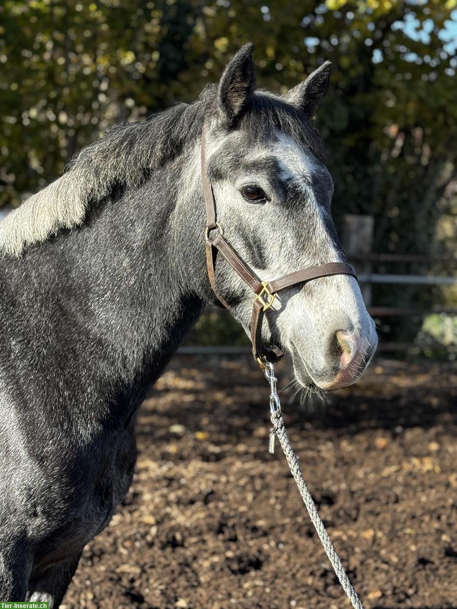 Bild 4: Connemara Wallach, 4.5-jährig, Familien und oder Sportpony