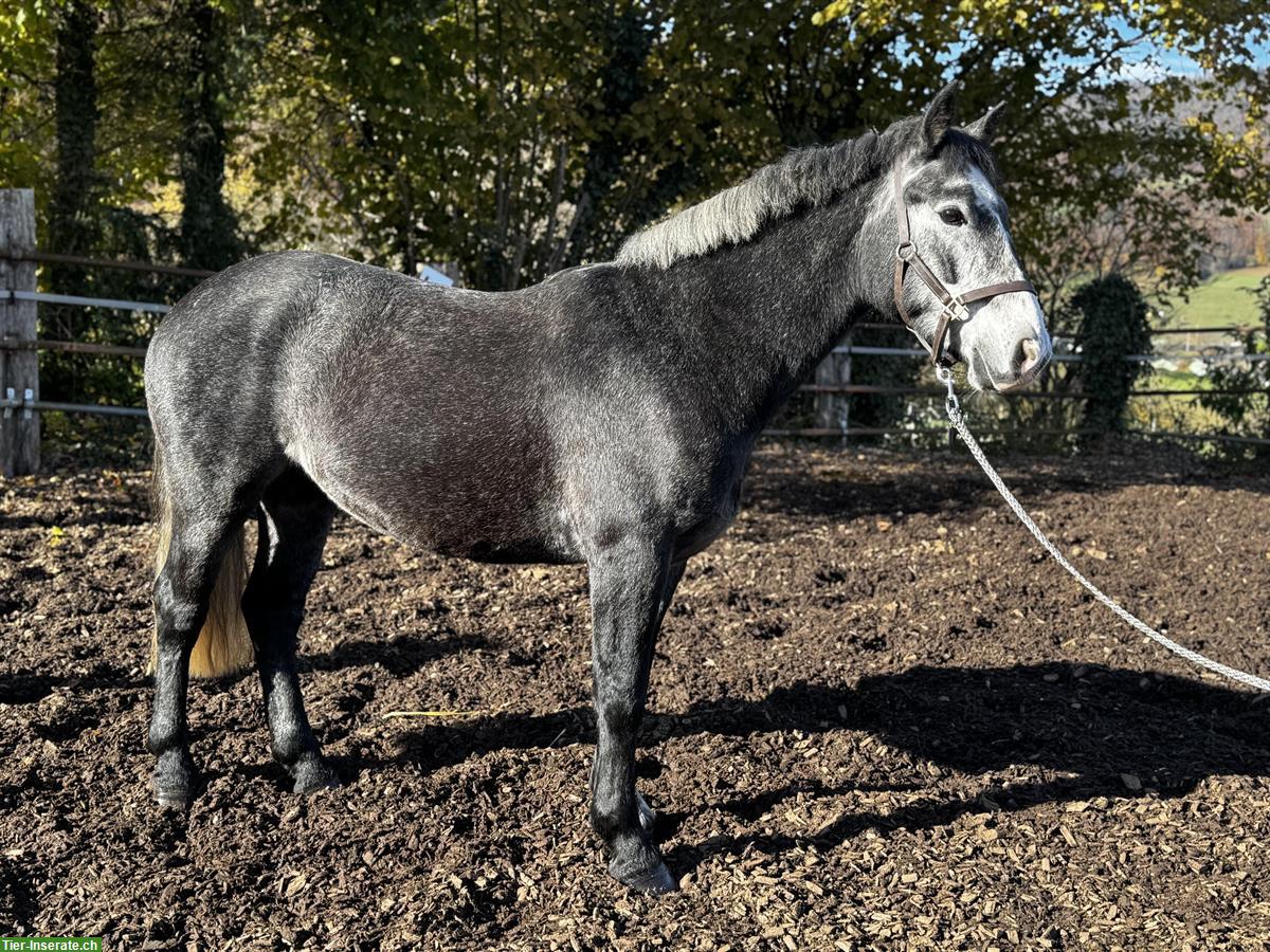 Bild 5: Connemara Wallach, 4.5-jährig, Familien und oder Sportpony