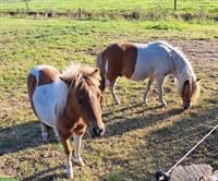 Shetty Ponys Hengst und Stuten