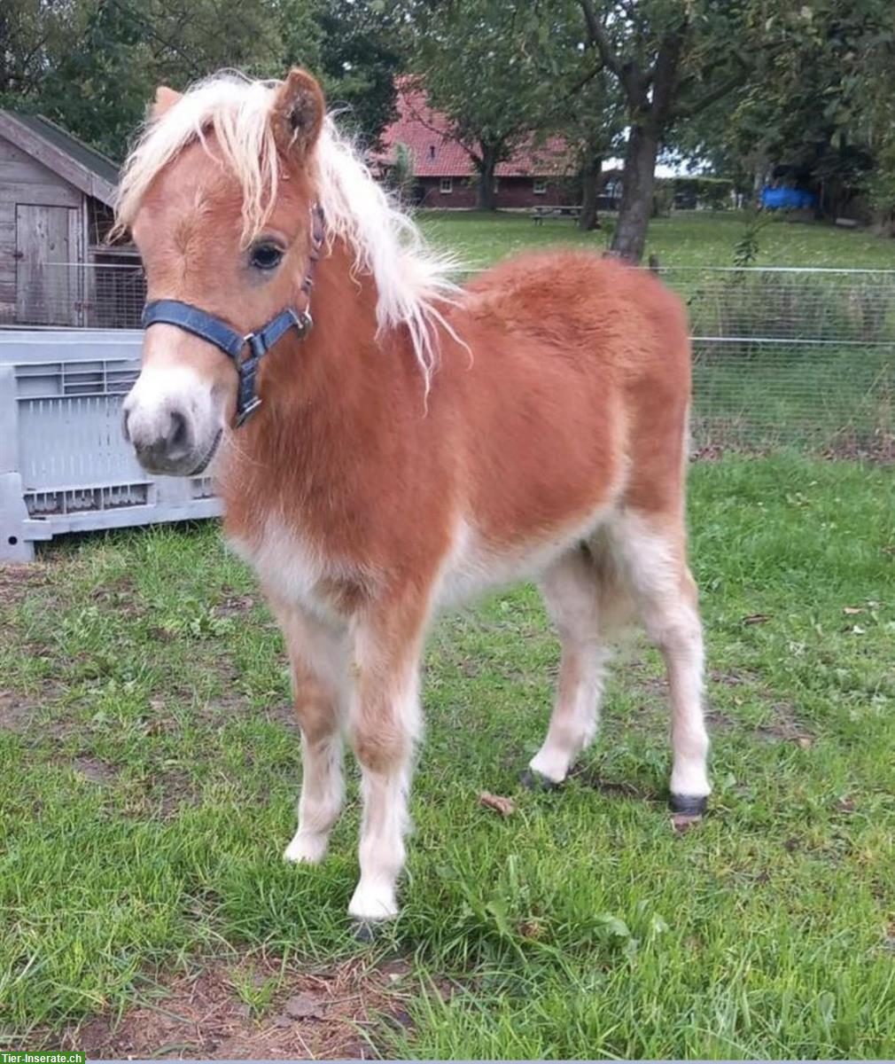 Bild 10: Shetty Ponys Hengst und Stuten