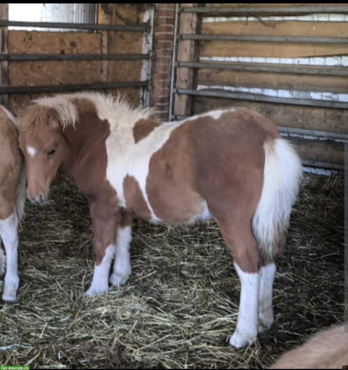 Bild 2: Shetty Ponys Hengst und Stuten