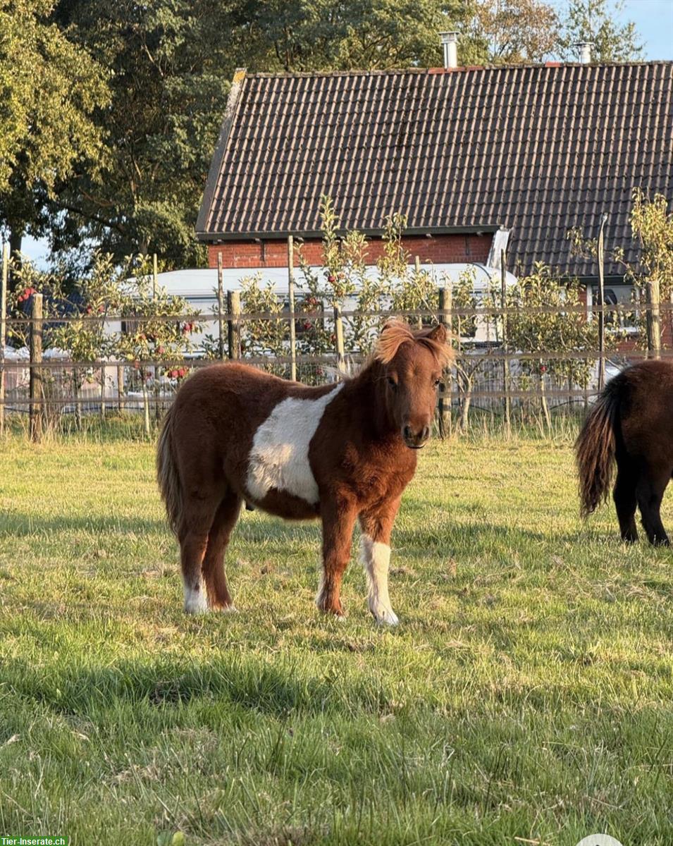 Bild 3: Shetty Ponys Hengst und Stuten