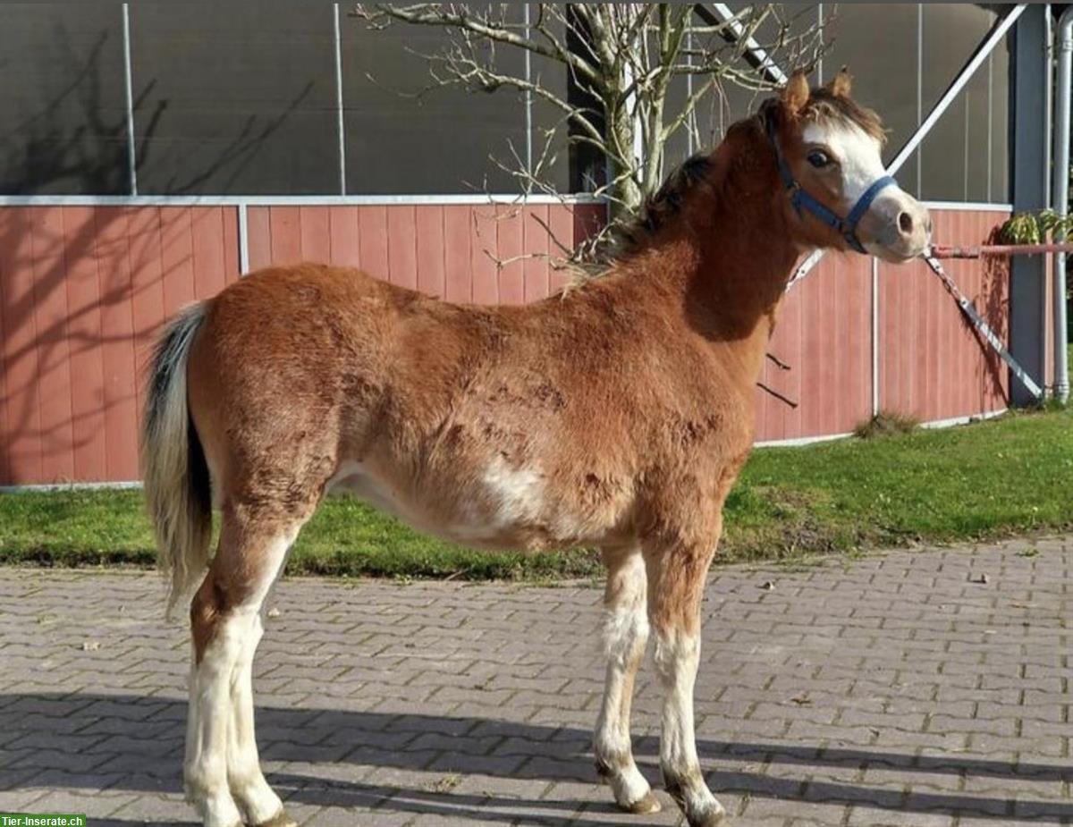 Bild 4: Shetty Ponys Hengst und Stuten