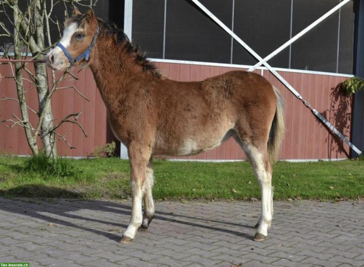 Bild 5: Shetty Ponys Hengst und Stuten