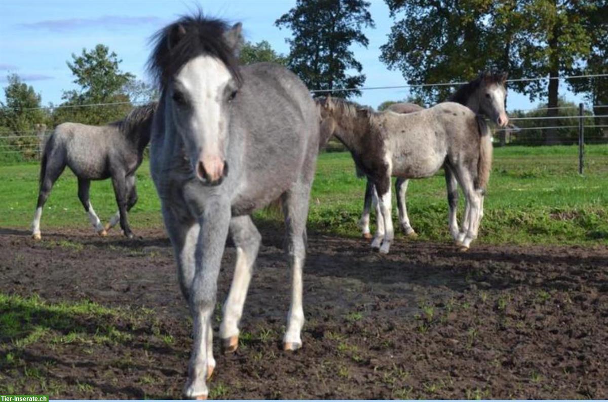 Bild 6: Shetty Ponys Hengst und Stuten