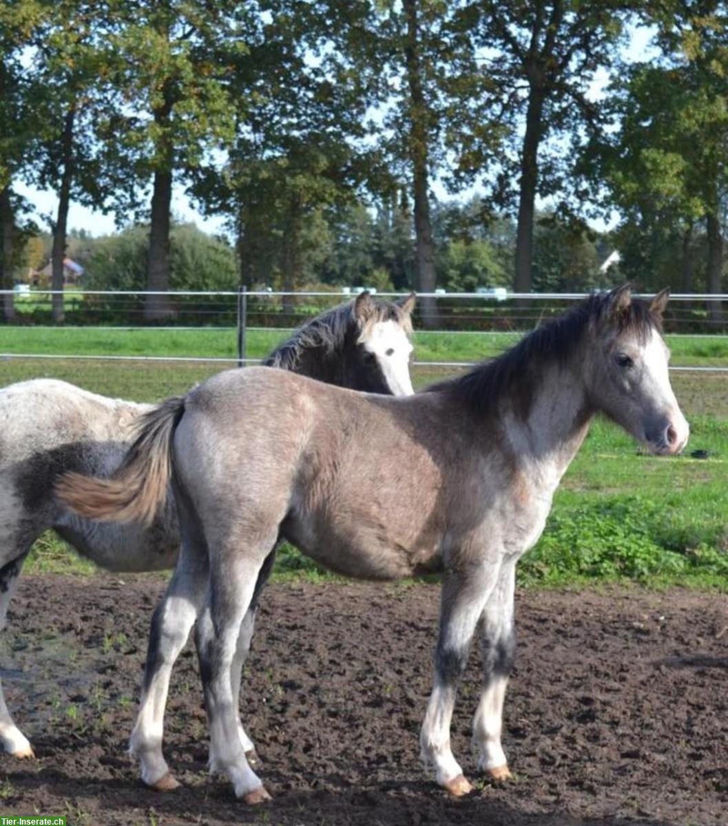 Bild 7: Shetty Ponys Hengst und Stuten
