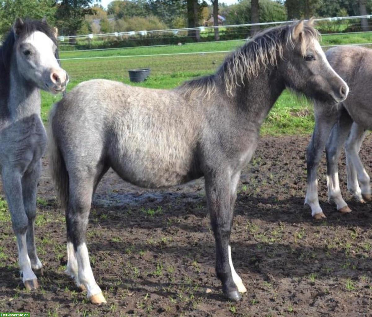 Bild 8: Shetty Ponys Hengst und Stuten