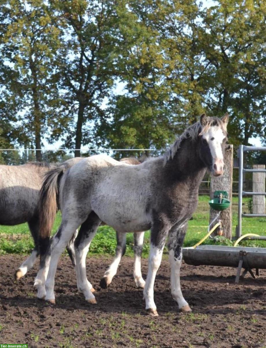 Bild 9: Shetty Ponys Hengst und Stuten