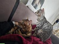 Bengal Kater Snow & Ben suchen dauerhaftes Zuhause