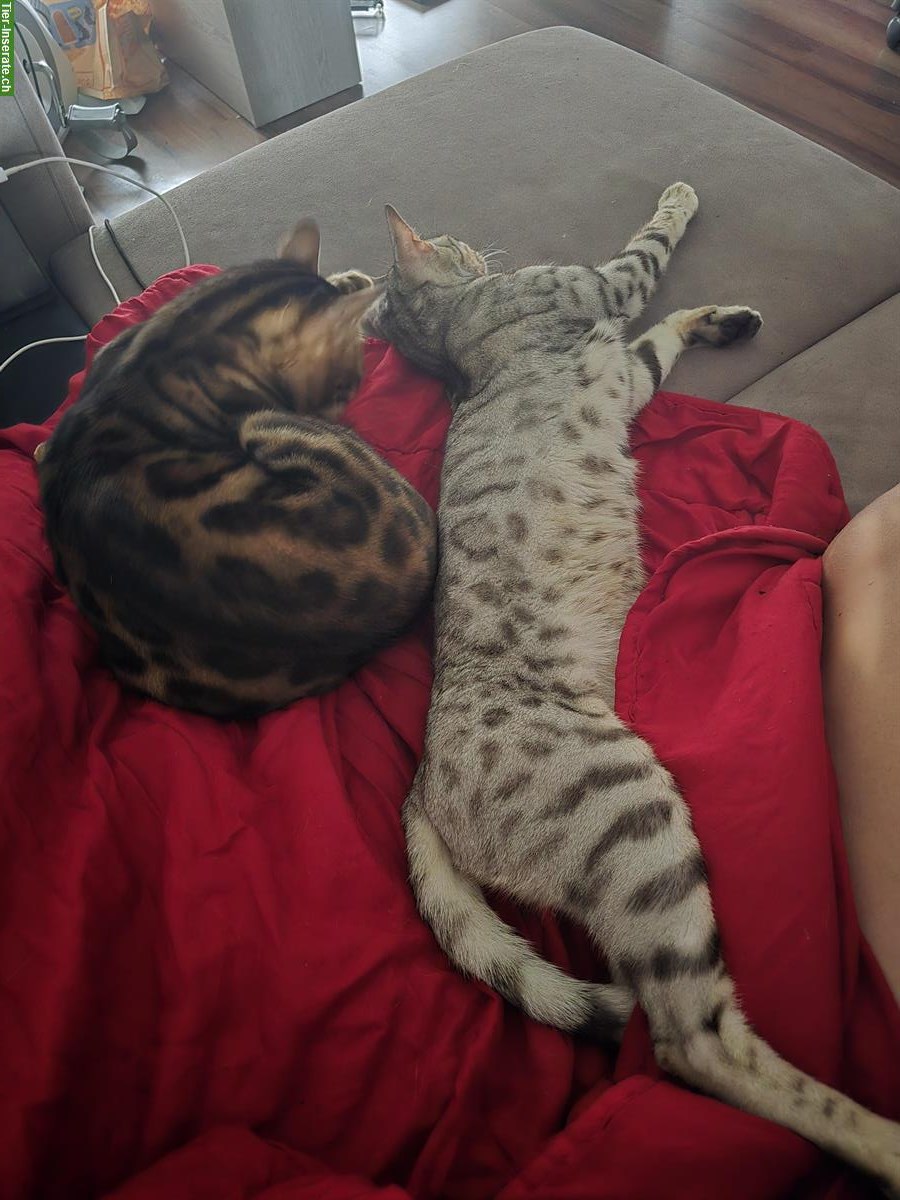 Bild 2: Bengal Kater Snow & Ben suchen dauerhaftes Zuhause