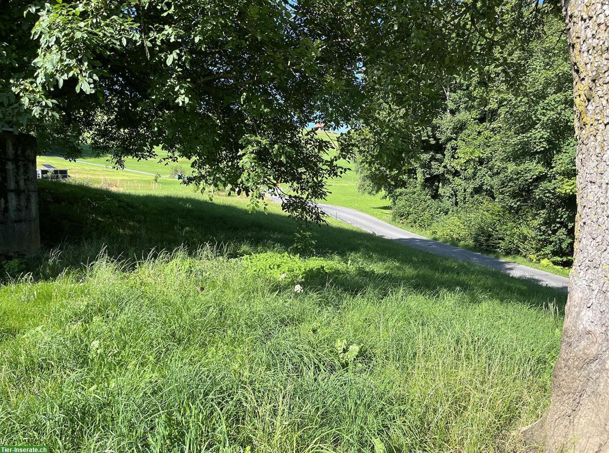 Bild 7: Bieten Stallplatz für Kleintiere auf Biohof