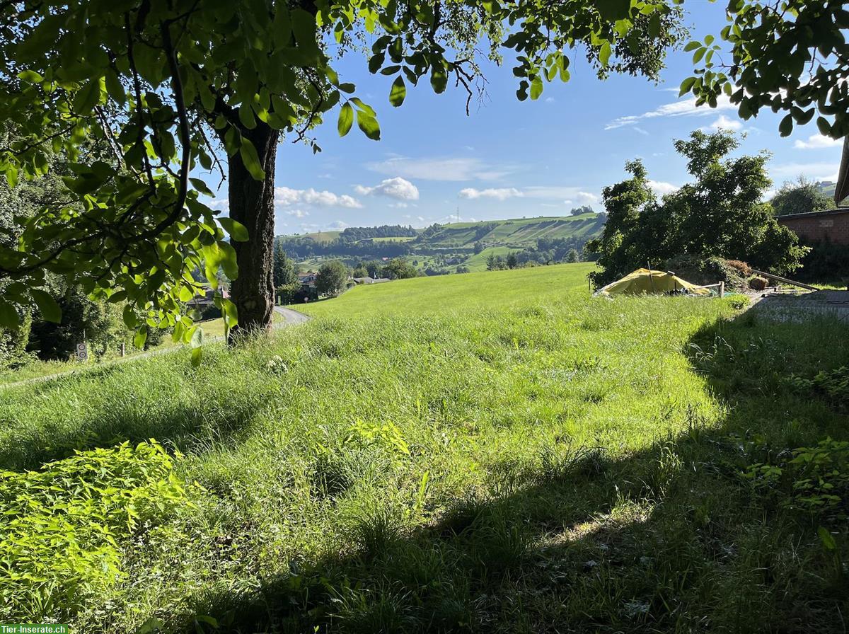 Bild 8: Bieten Stallplatz für Kleintiere auf Biohof