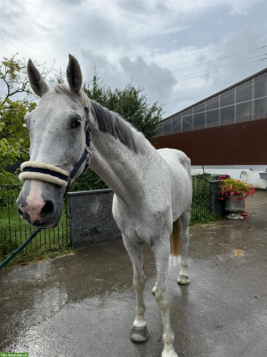 Grosser Schimmel Wallach, 11-jähriger Warmblüter