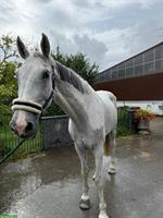 Grosser Schimmel Wallach, 11-jähriger Warmblüter