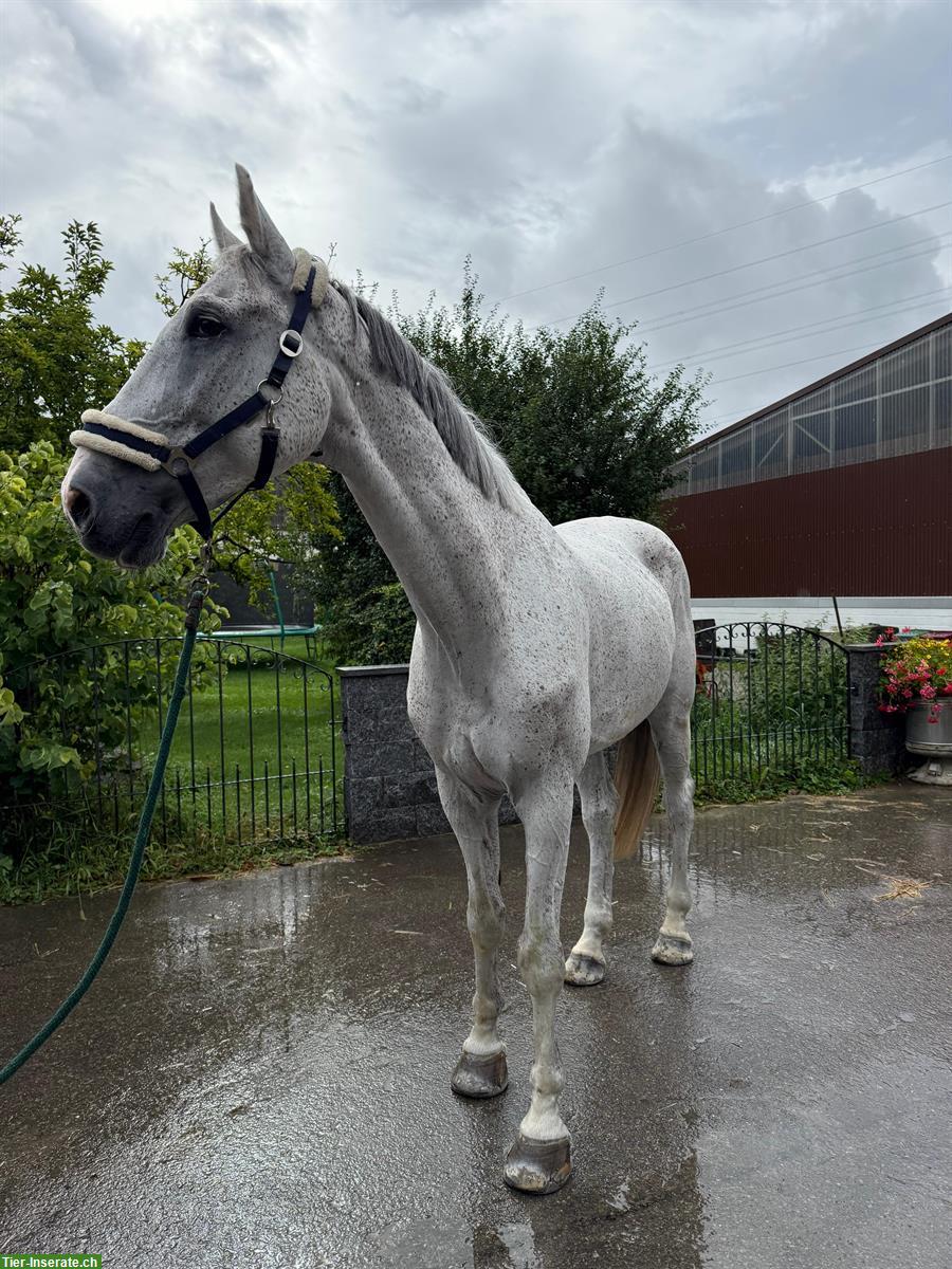 Bild 2: Grosser Schimmel Wallach, 11-jähriger Warmblüter