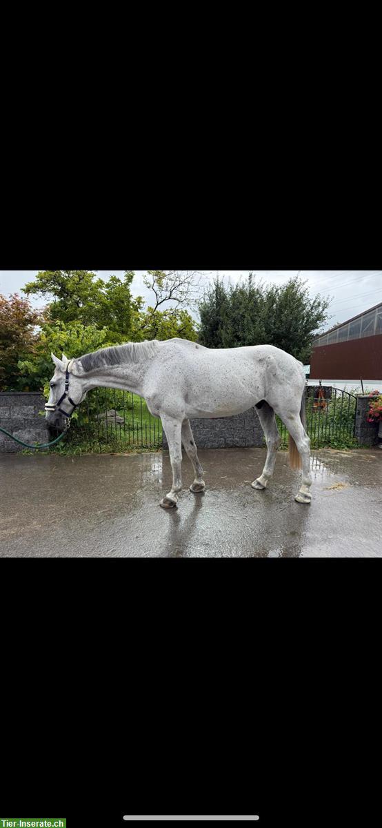 Bild 3: Grosser Schimmel Wallach, 11-jähriger Warmblüter