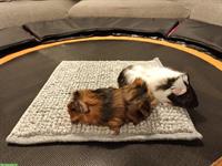 Junge Meerschweinchen, Weibchen und Männchen