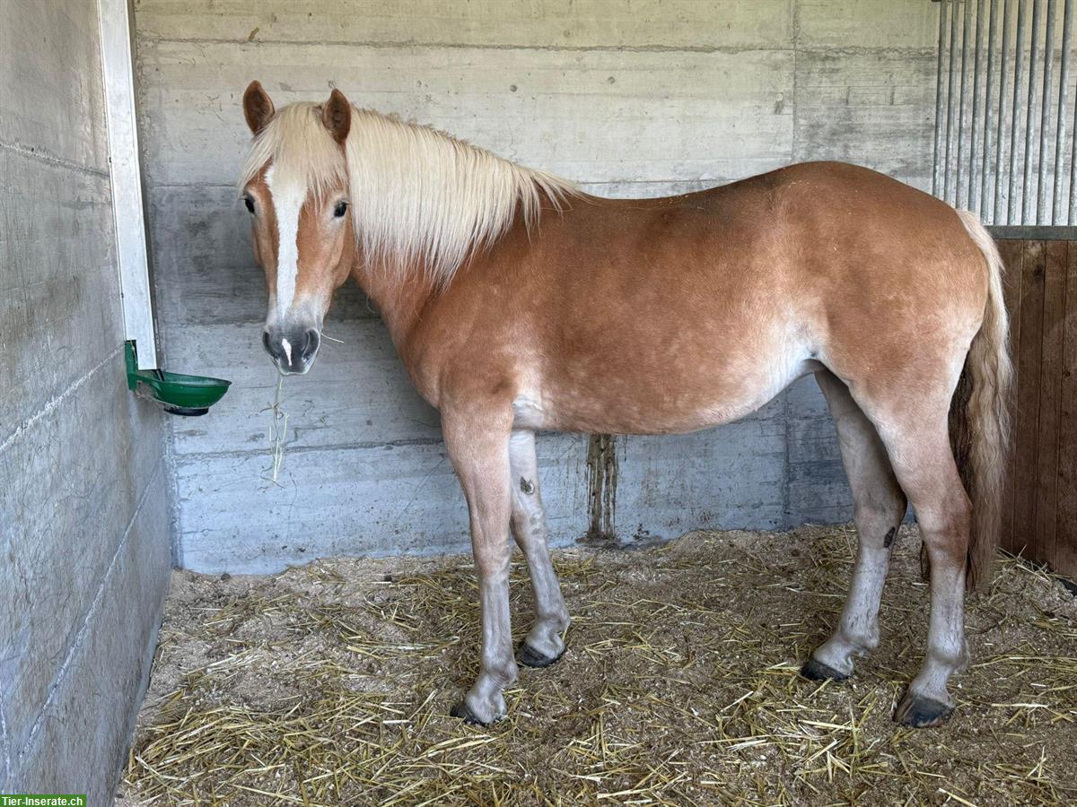 Haflinger Stute, prämiert, für Zucht geeignet